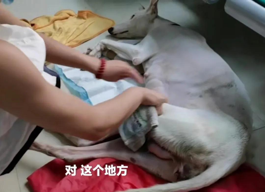 小狗在狗妈妈肚子里发育全过程,狗妈妈肚子里面有小狗宝宝