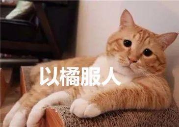 国内常见的猫的品种有哪些,国内很少人养的猫品种大全