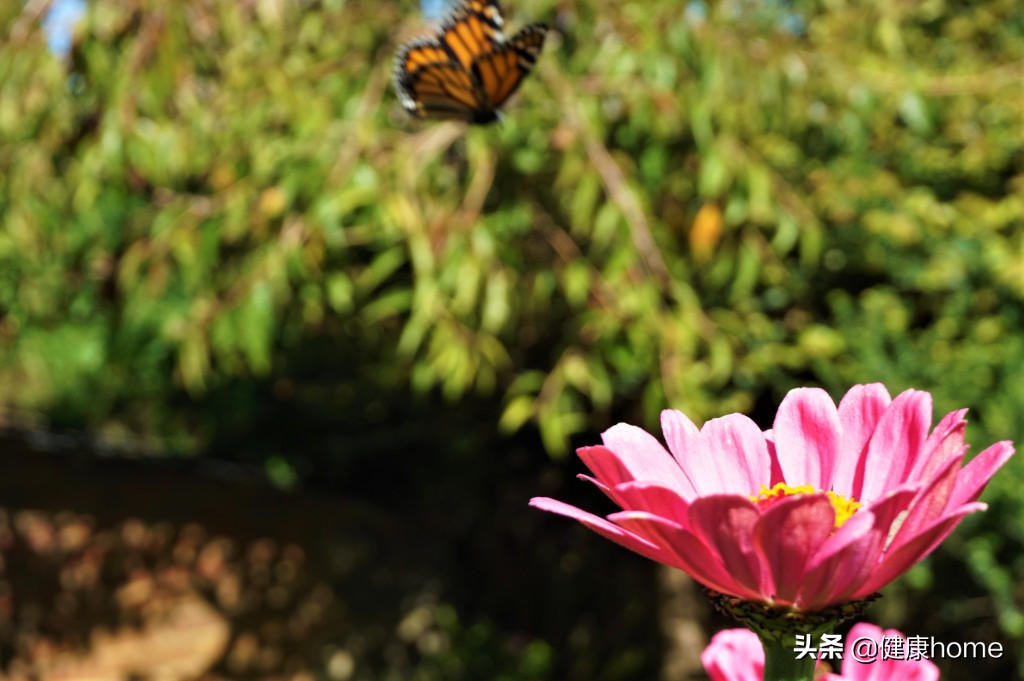 新西兰霍比特人村攻略,新西兰霍比特蓝泉一日游