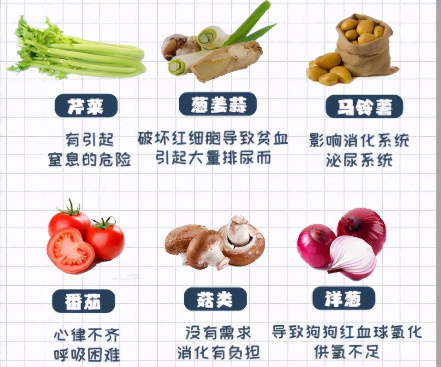 狗狗刚到家铲屎官注意事项,铲屎官必知的6个狗狗喂养好习惯