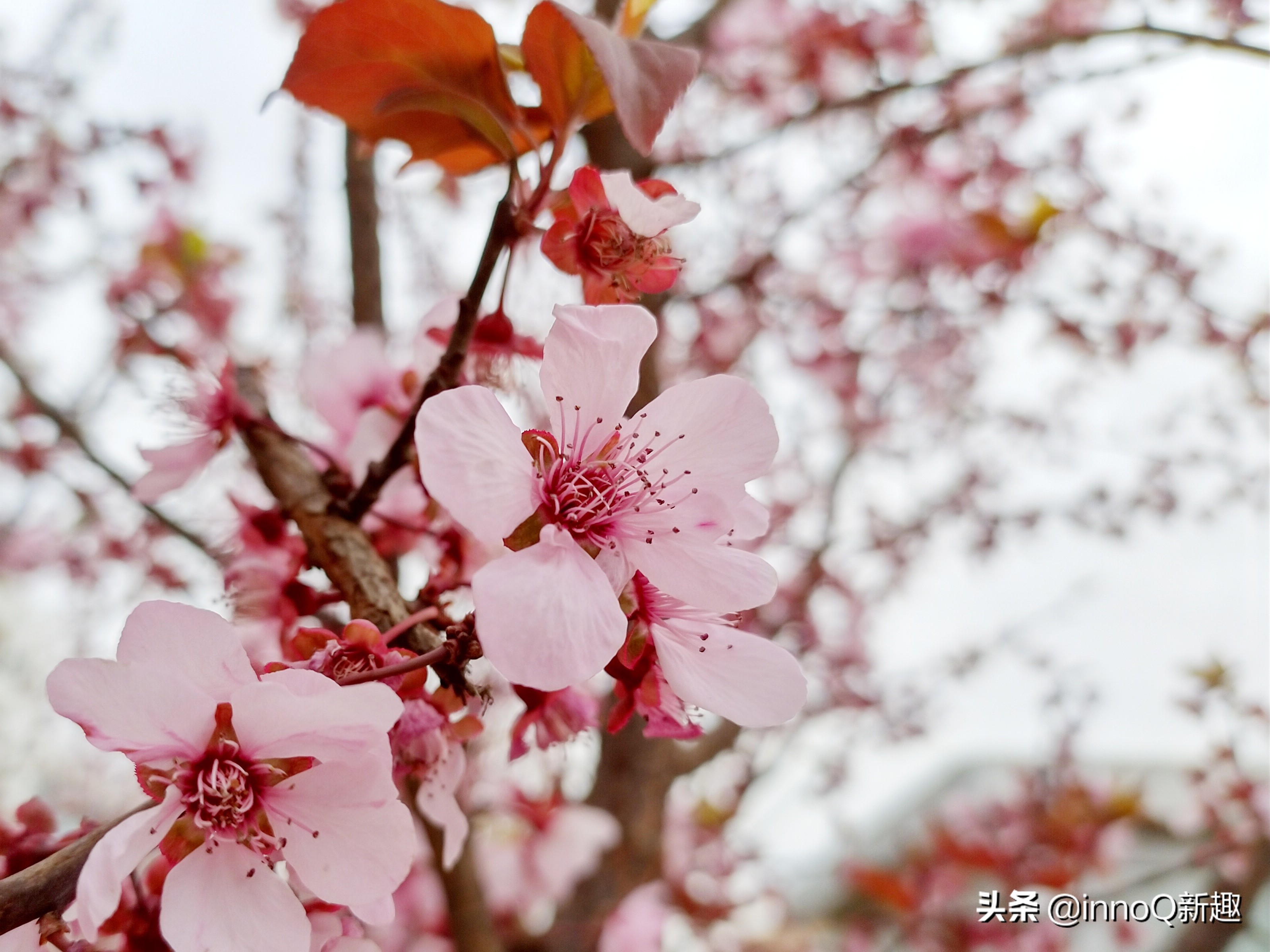 NOKIAE71,诺基亚x71怎么开启4800像素