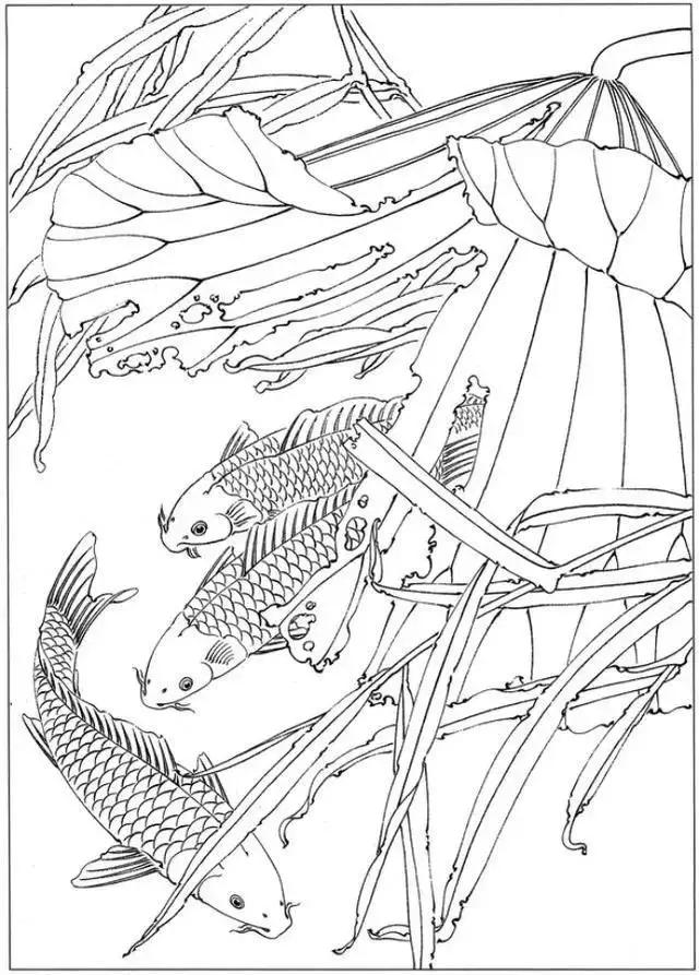 简单易画的工笔画线稿,各种鱼类工笔画图片