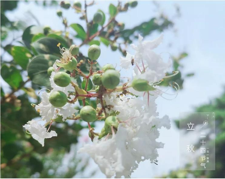 二十四节气之立秋手抄报,二十四节气之立秋茅台