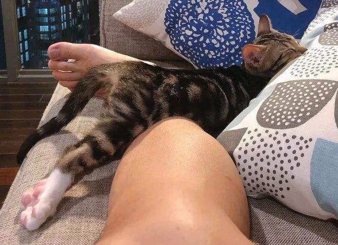 猫咪在各个地方睡觉的表现 (猫咪经常睡到你的哪个位置)