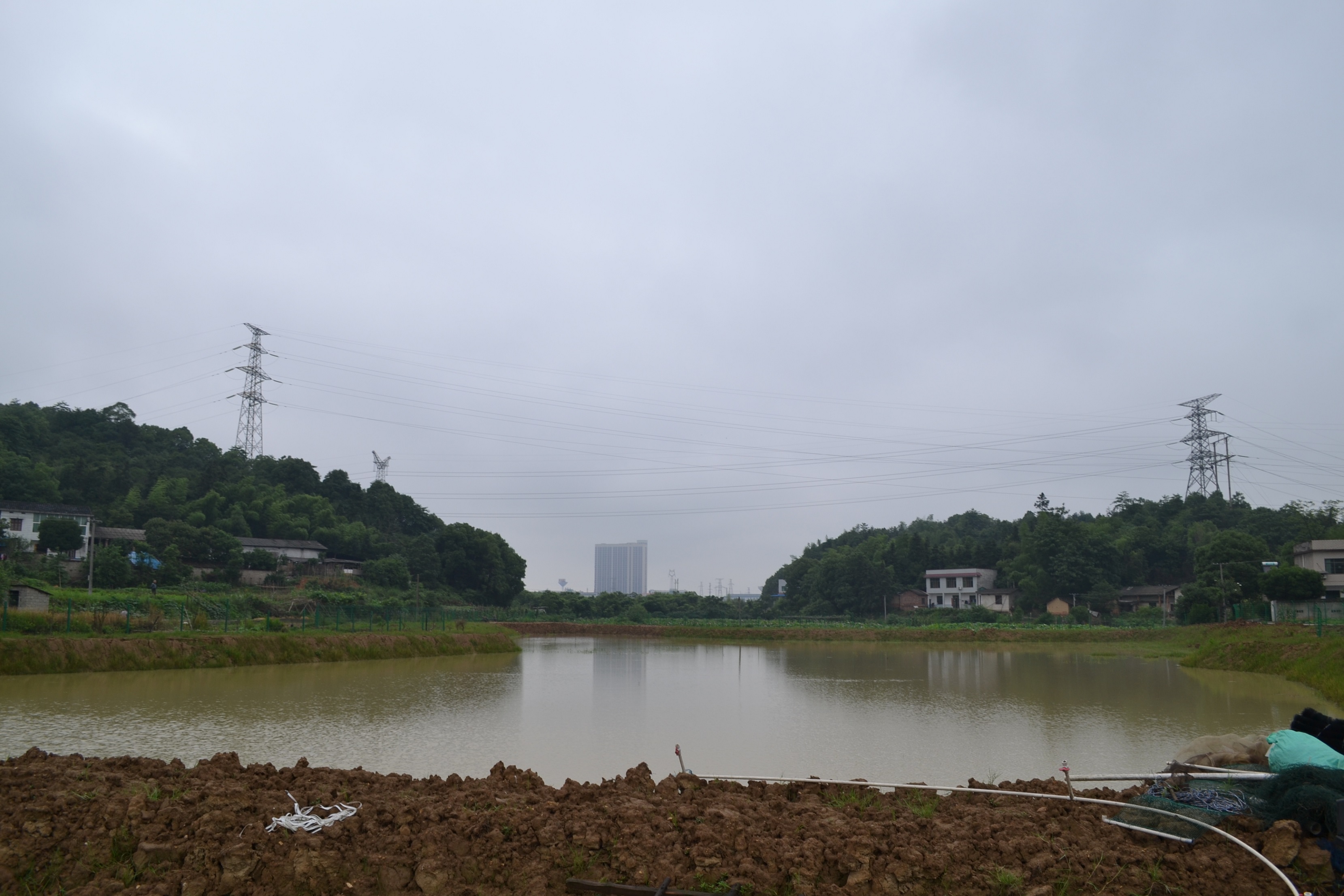 湖南最好的锦鲤养殖基地,湘潭锦鲤养殖