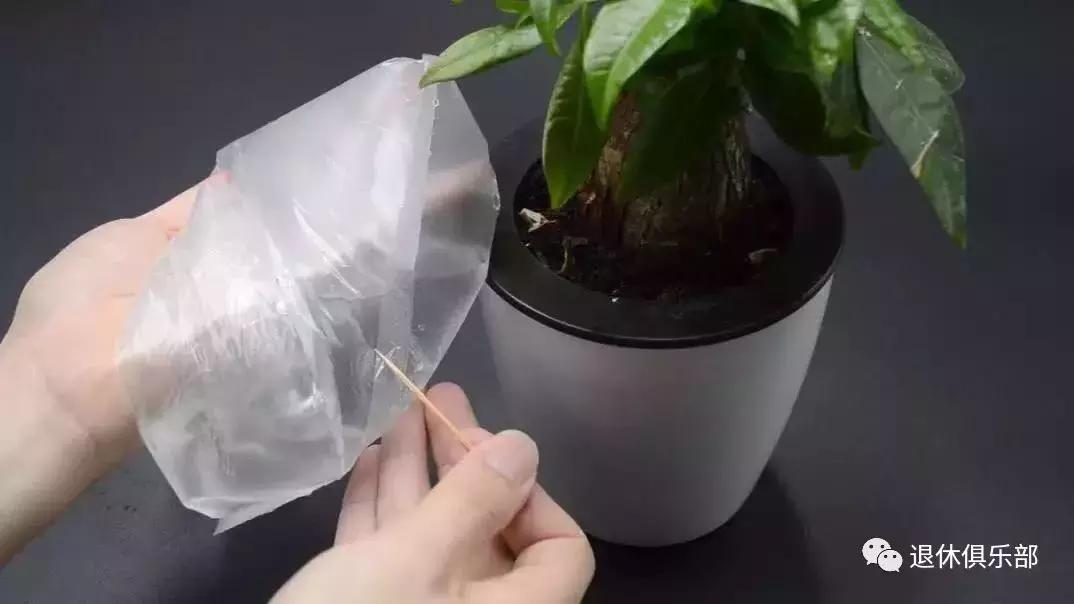 可以用水养的花花草草,花花草草浇什么水好