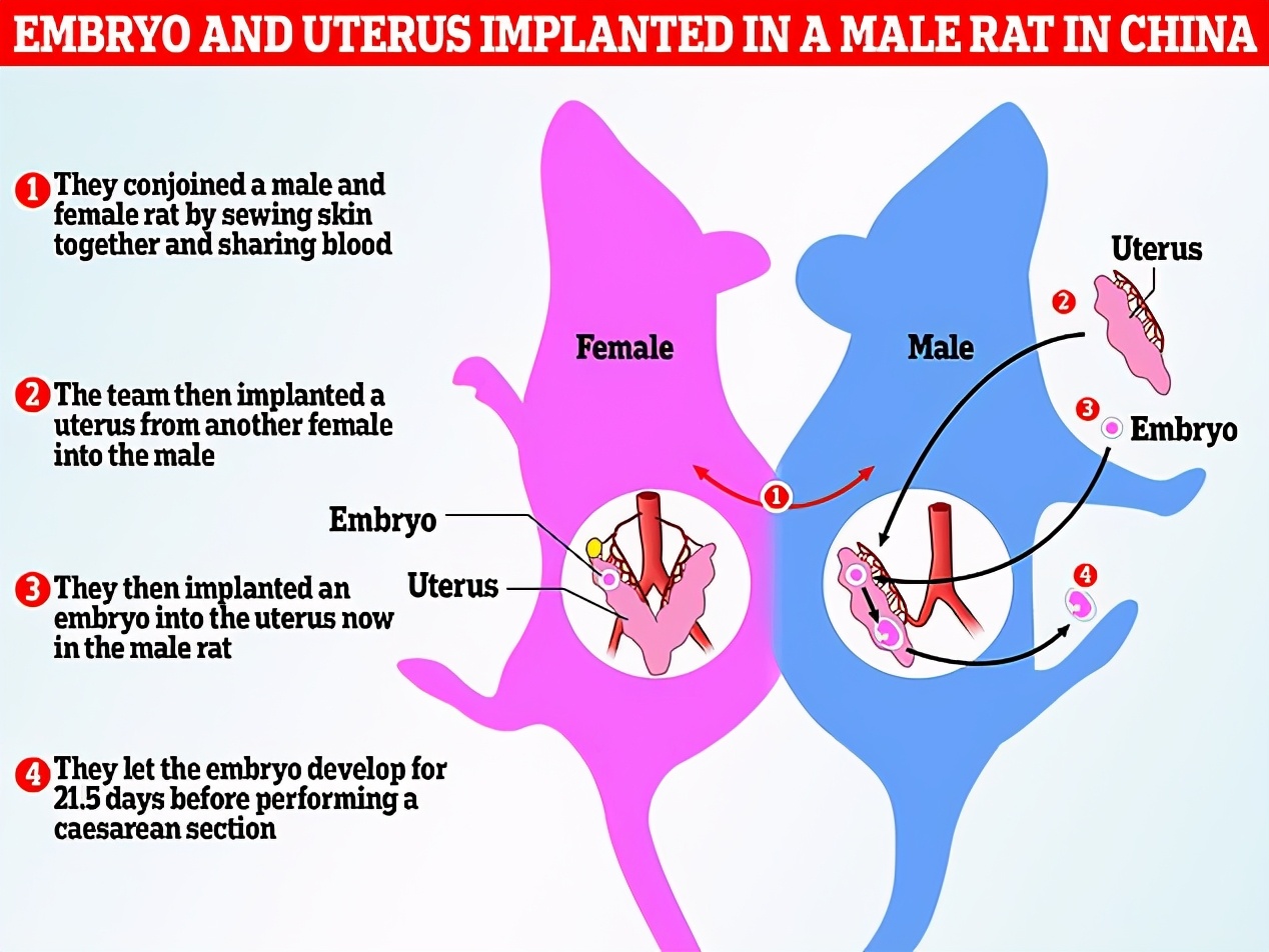 科学家成功让公鼠怀孕生崽,科学家让公鼠怀孕了