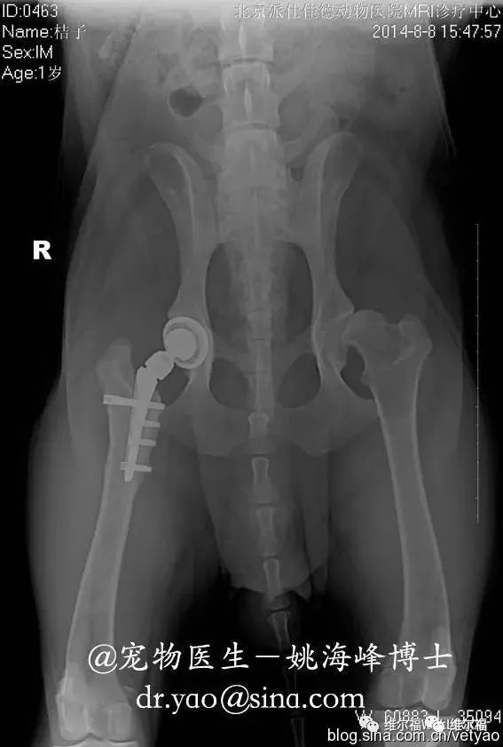 请用绝育保护它——宠物营养师亲身讲述自家爱犬绝育经历