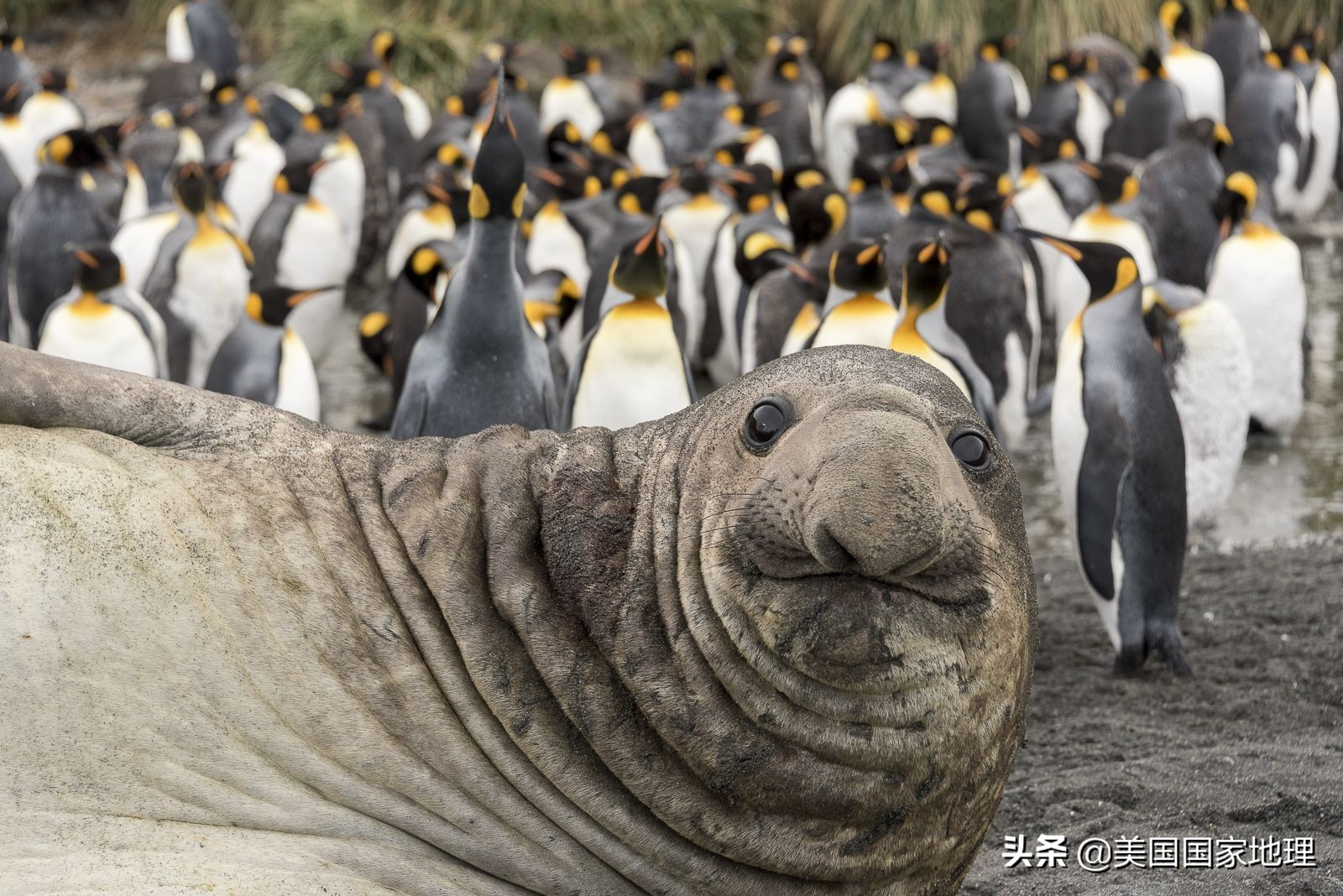 你见过的海豹都这么逗吗？！
