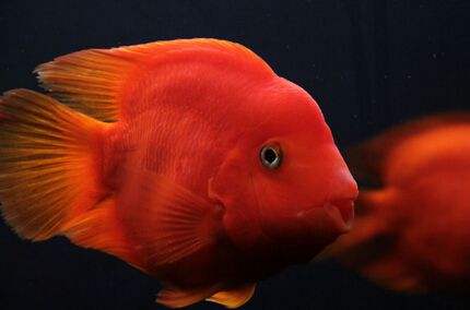 养观赏鱼小知识大全,养观赏鱼知识大全