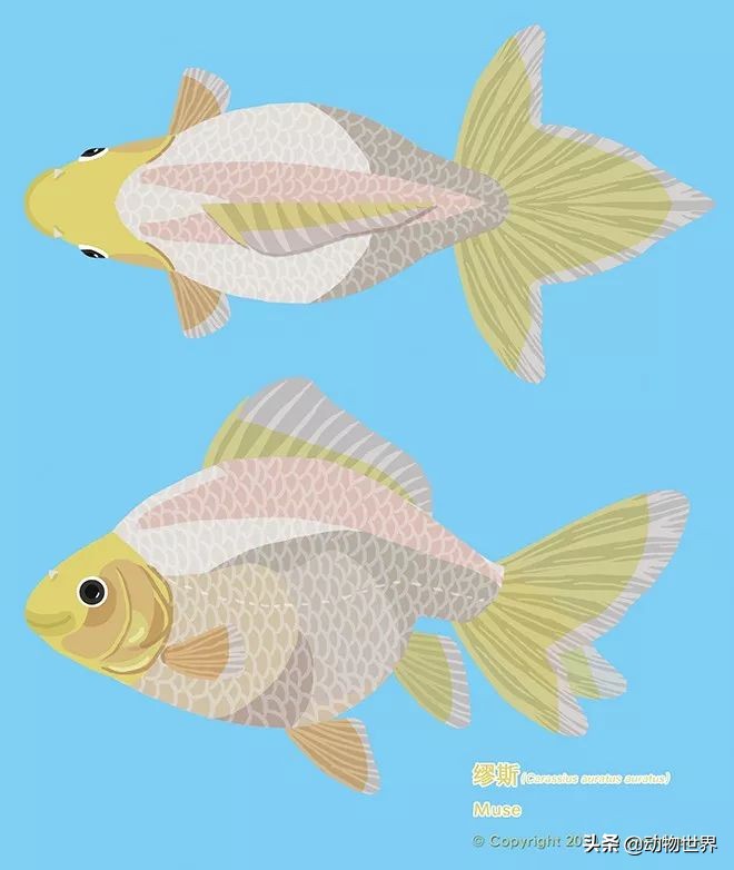 金鱼品种和金鱼图片,金鱼大体型的品种