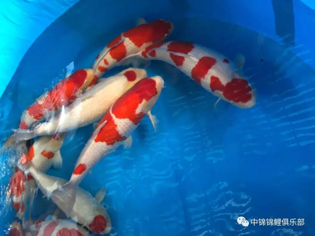 閿﹂菠鍠傞杩囧鏈変粈涔堢棁鐘跺悧,鏃ユ湰閿﹂菠鎬庝箞鍠傞