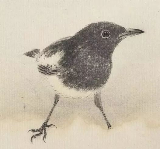 最简单画鸟的画法,各种鸟的画法简单又漂亮