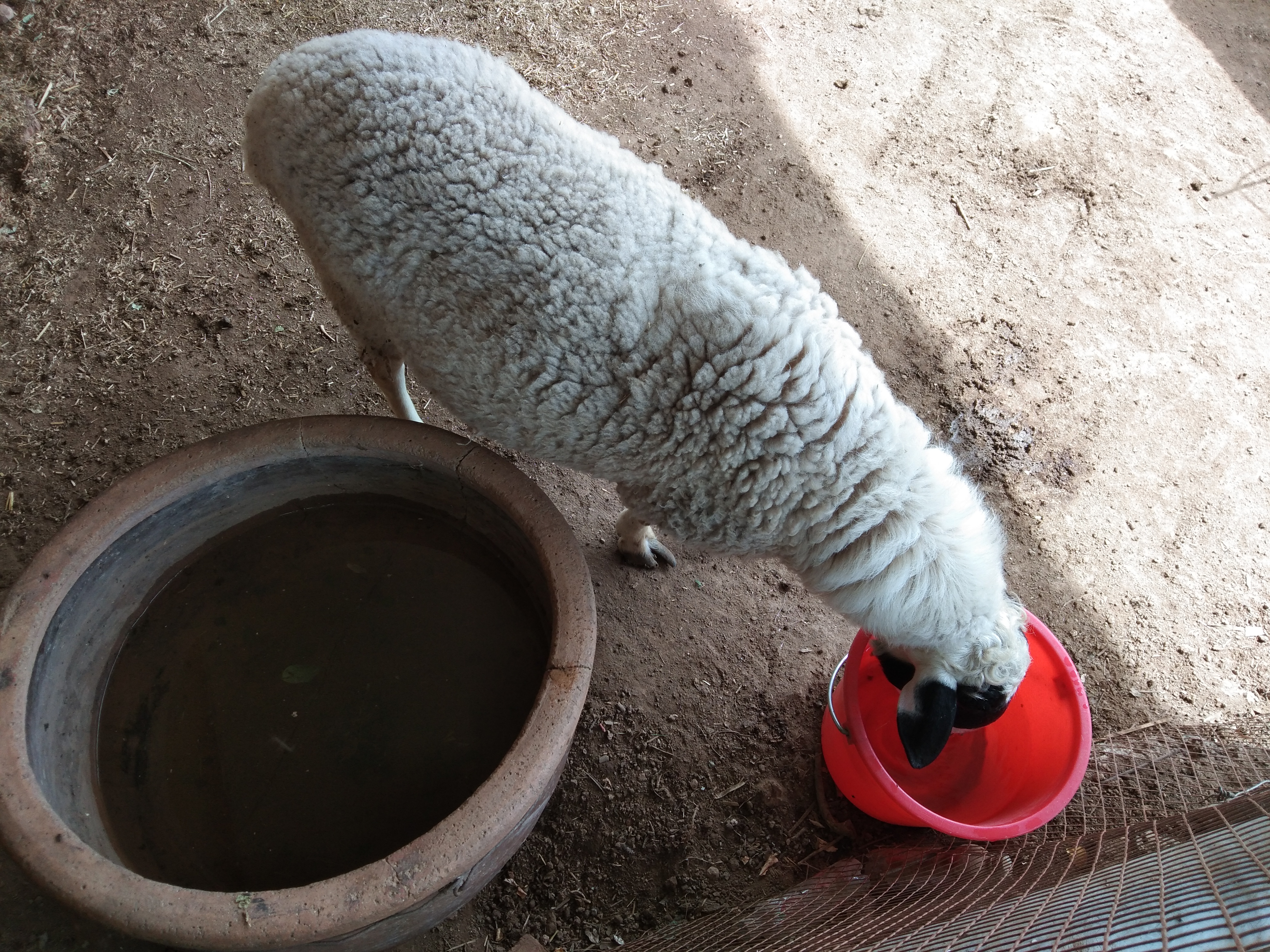 山羊品种最好,山羊中什么羊最好养