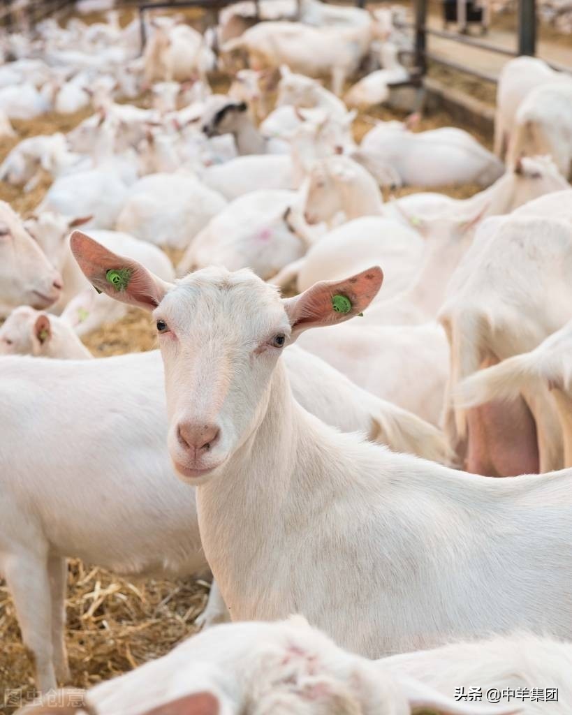 羊场常见问题,羊场水源水质怎么处理的