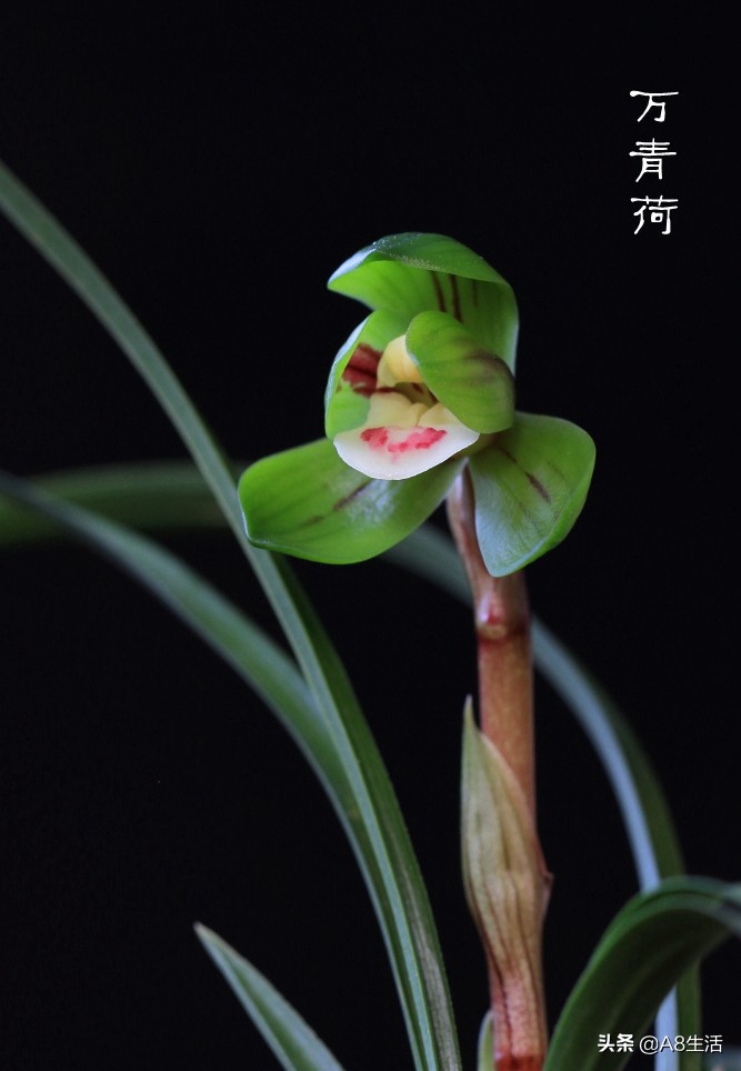 每日一品中国兰花春兰,每日一品完整视频