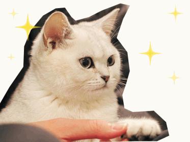 菱智新款v3标准型,19款菱智v3