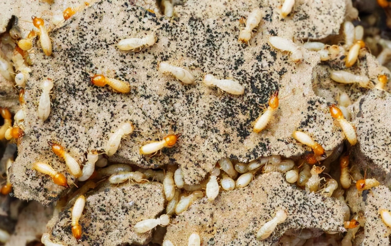 白蚁生物介绍,白蚁是有多厉害的动物