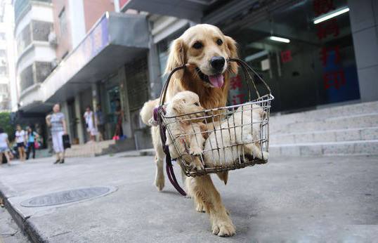 金毛狗狗的优点和缺点,金毛的优点和缺点