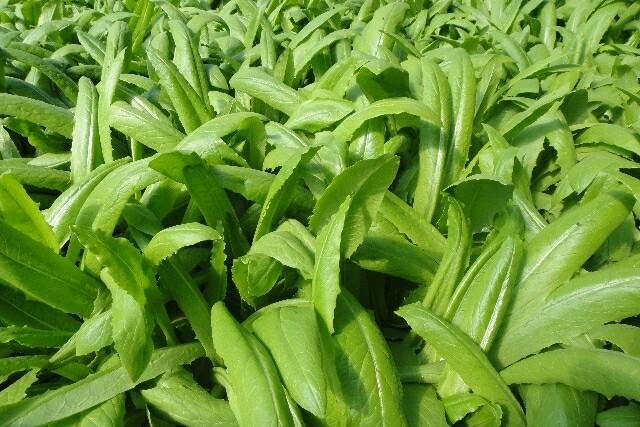 北方莴笋种植时间和产量,莴笋种植及管理方法