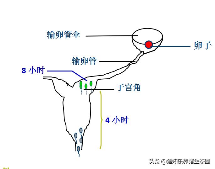 猪授精的正确方法,猪授精的正确方法是什么