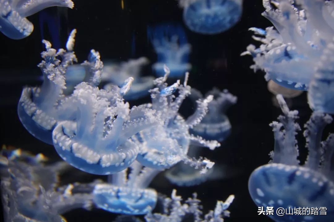 重庆巴南区旅游攻略,巴南主城区一日游的绝佳去处