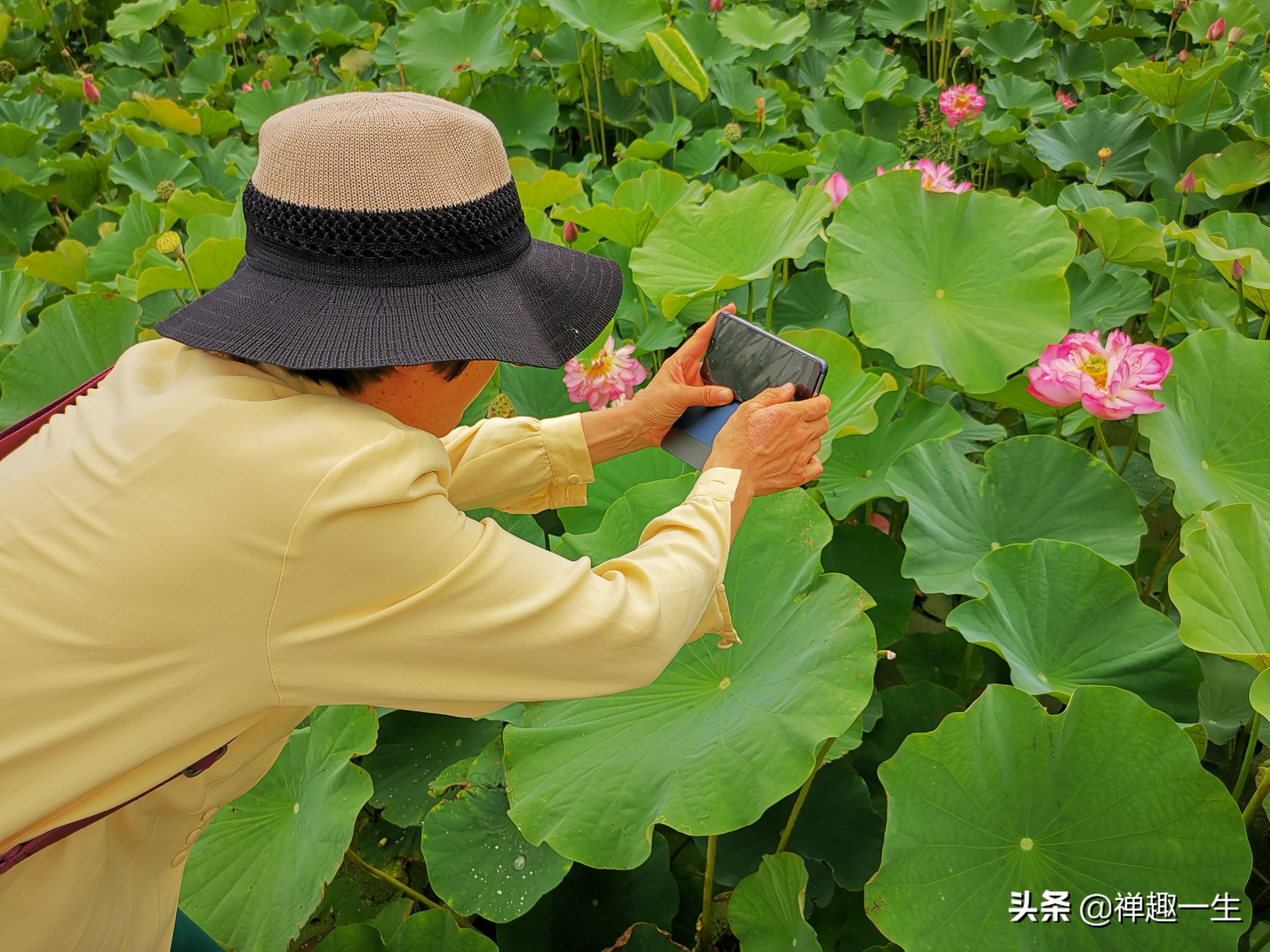 辰山植物园荷花研究基地,中科院上海辰山植物科研中心
