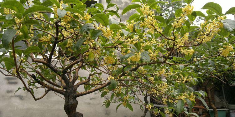 桂花盆栽在北方怎么养护和管理,桂花移入盆栽浇水的正确方法