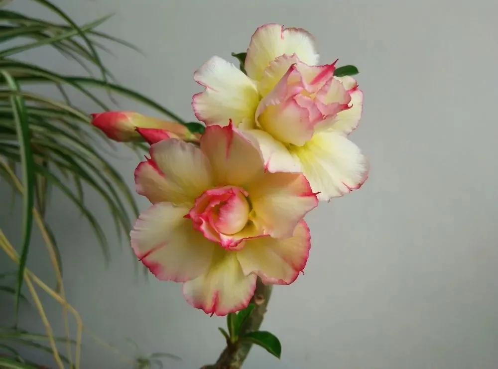 84个沙漠玫瑰品种，收起来慢慢看，待到来年春天选几种喜欢的养