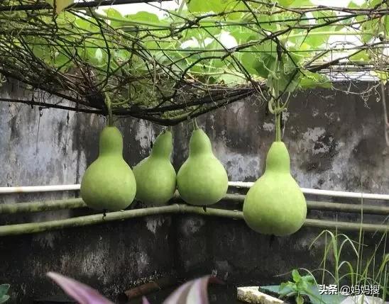 天台李子柒,农村家里的大爷大妈