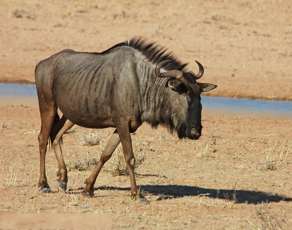 非洲牛科,物种繁多,来认识一下非洲大陆的各种羚羊吧