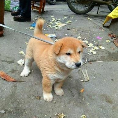 中国特有的犬种有哪些品种,中国有几个特有的犬种