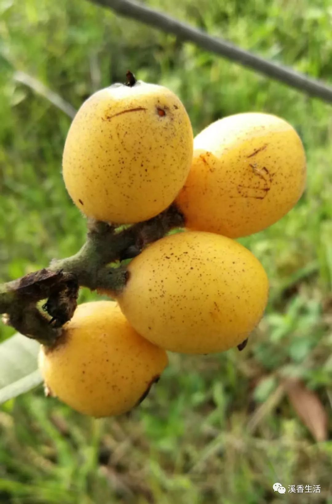 西溪南古村落惬意慢生活,徽州西溪南生活