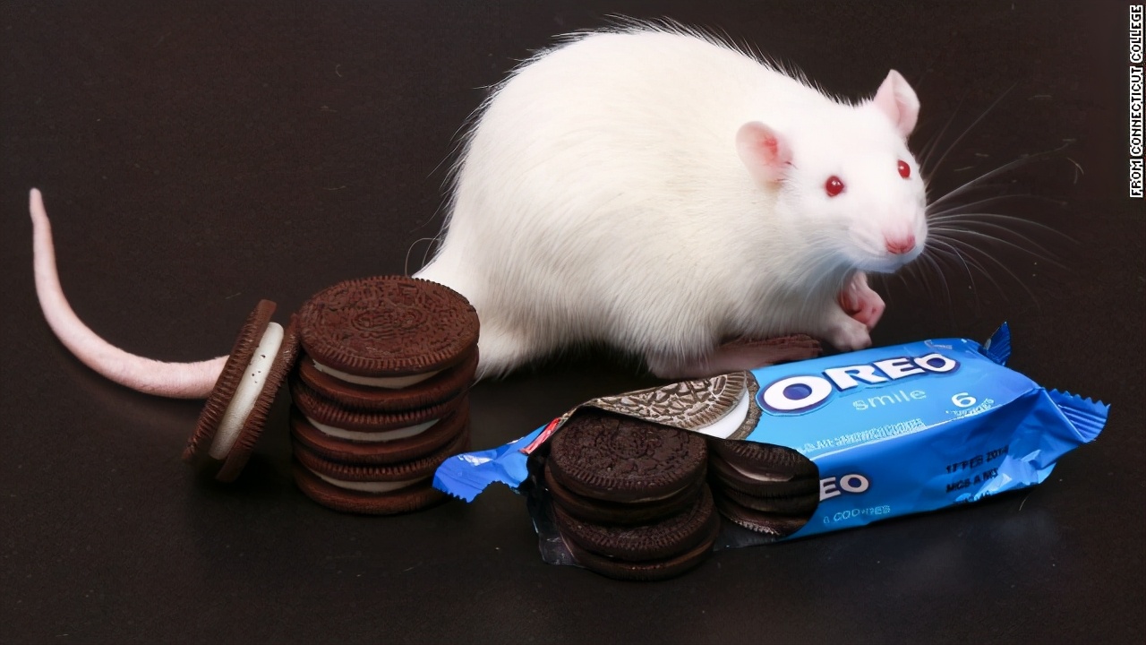 高脂肪高糖饮食影响大脑记忆,高糖食物对小孩的危害