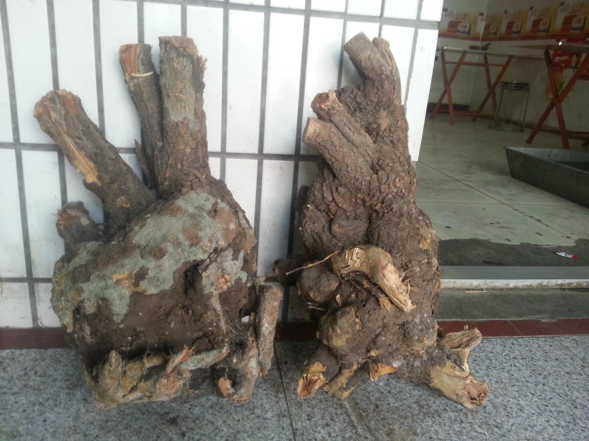 这种树木在石头缝内长大，一小块价值上千元，村民常常砍下当柴烧