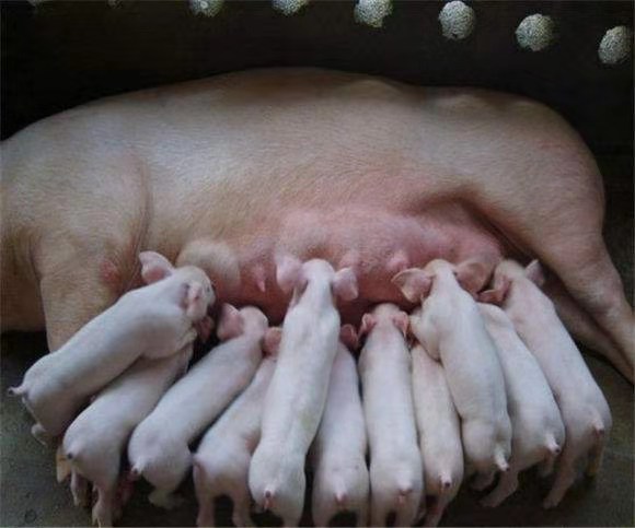 此猪种深受养殖户的喜欢，教你如何鉴别真品种