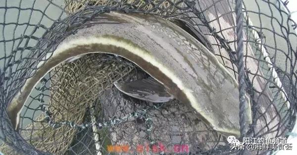 中国本土最便宜的鱼10种,哪些鱼档次又高又便宜