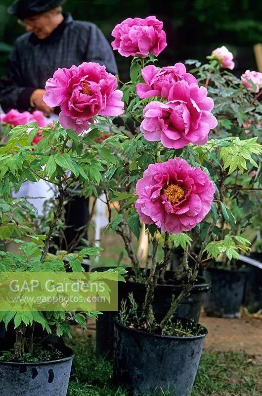 国色天香牡丹花雍容华贵,花中之王国色天香牡丹花