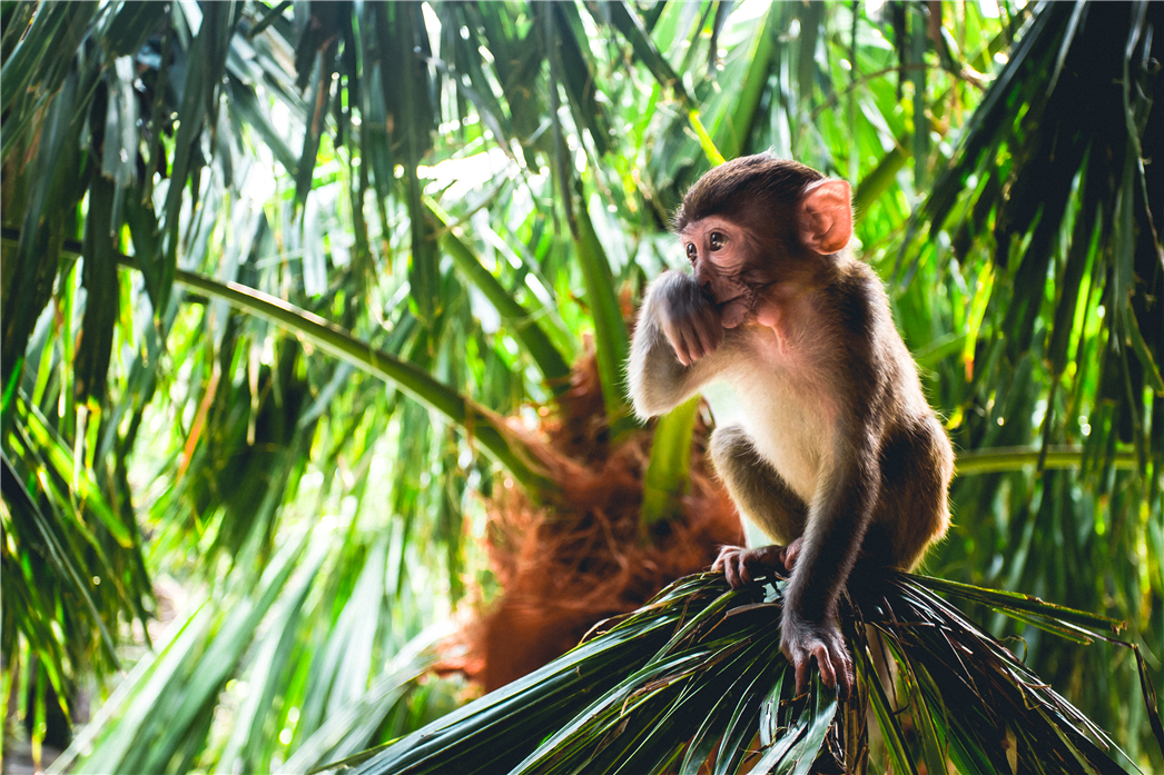 海南必玩猴岛与呆呆丨看萌呆猕猴,呆呆岛发呆