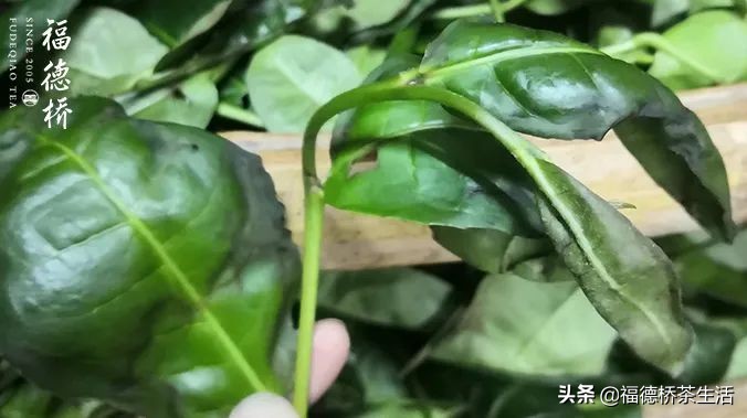 永春佛手春茶,永春佛手茶叶产区