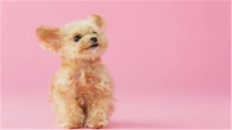 贵宾犬智商相当于人的几岁,贵宾犬智商高吗