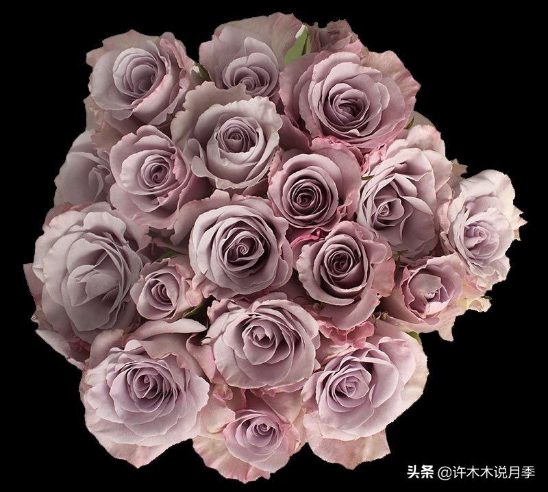 月季烂根的补救办法,月季烂根是什么原因