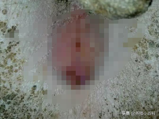 母猪产后恶露不净的解决方法,产后母猪恶露不尽怎么输液