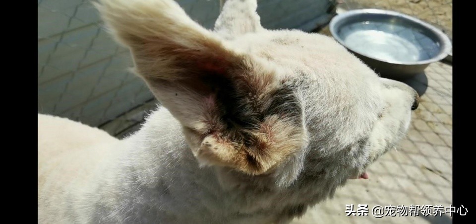 除夕，身上恶臭的萨摩耶在家门口流浪：为什么要抛弃我？