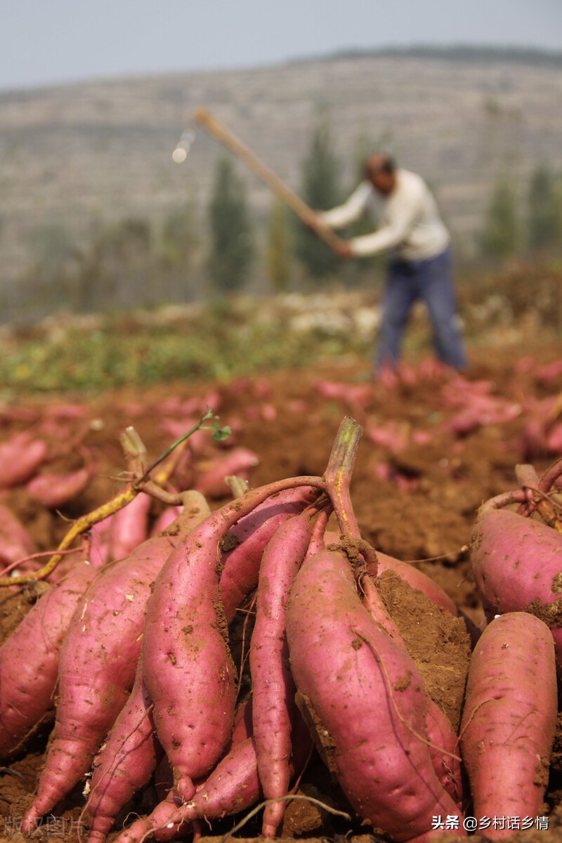红薯控旺摘心怎么栽,老爸摘红薯苗