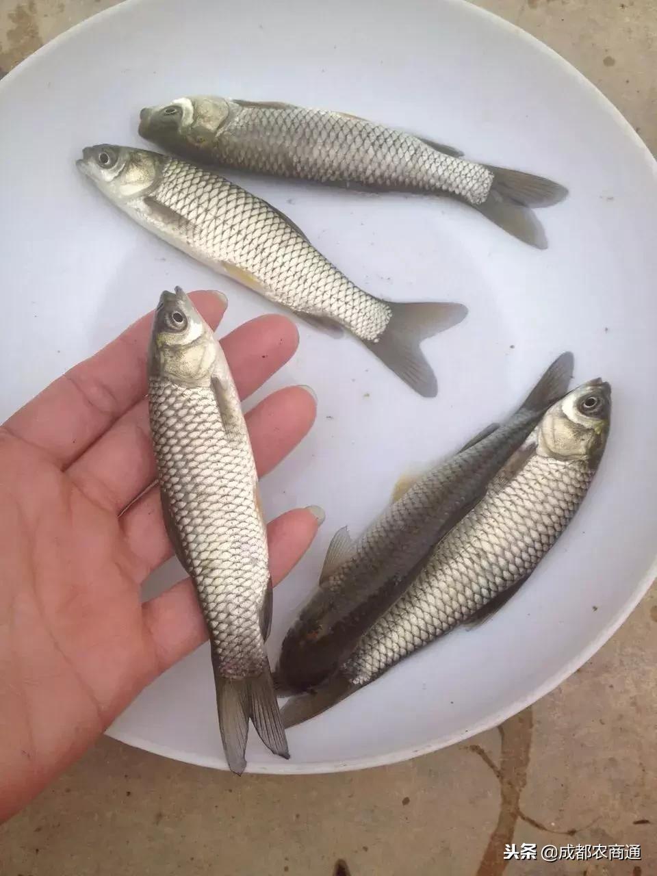 草鱼养殖主要要点,草鱼养殖技术要点