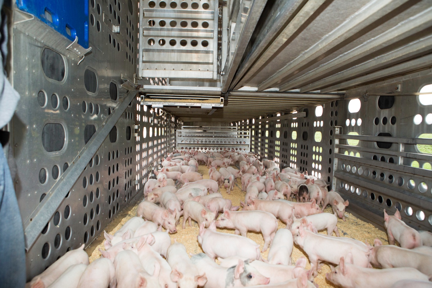 首农食品集团蔬菜,首农集团家育猪场
