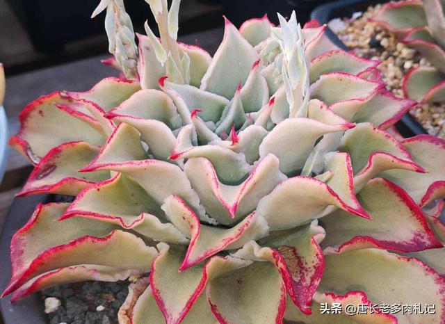 多肉饺子皮夏天,多肉饺子皮该如何养护