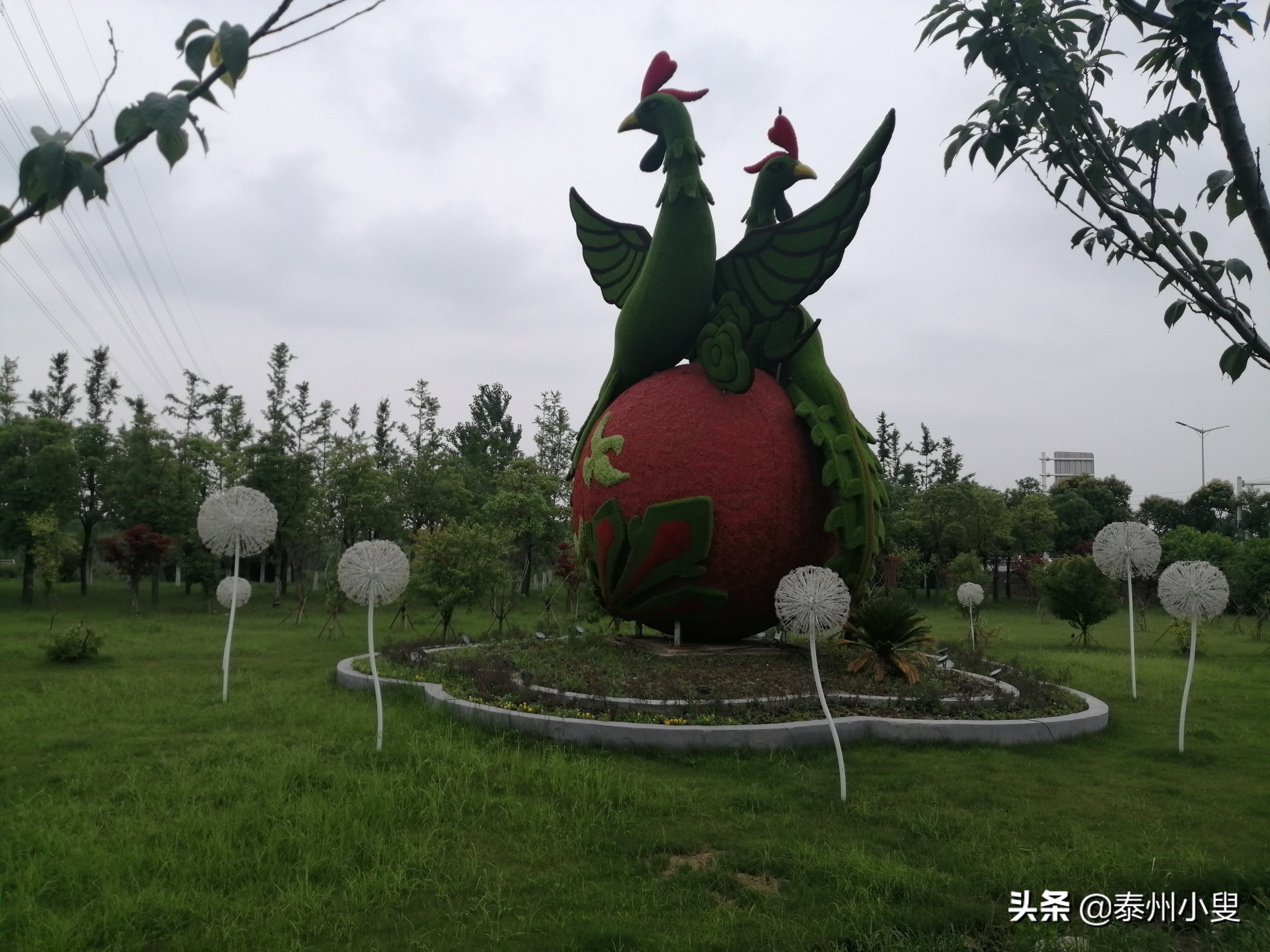 骑行槐林赏美景,骑行赏花视频