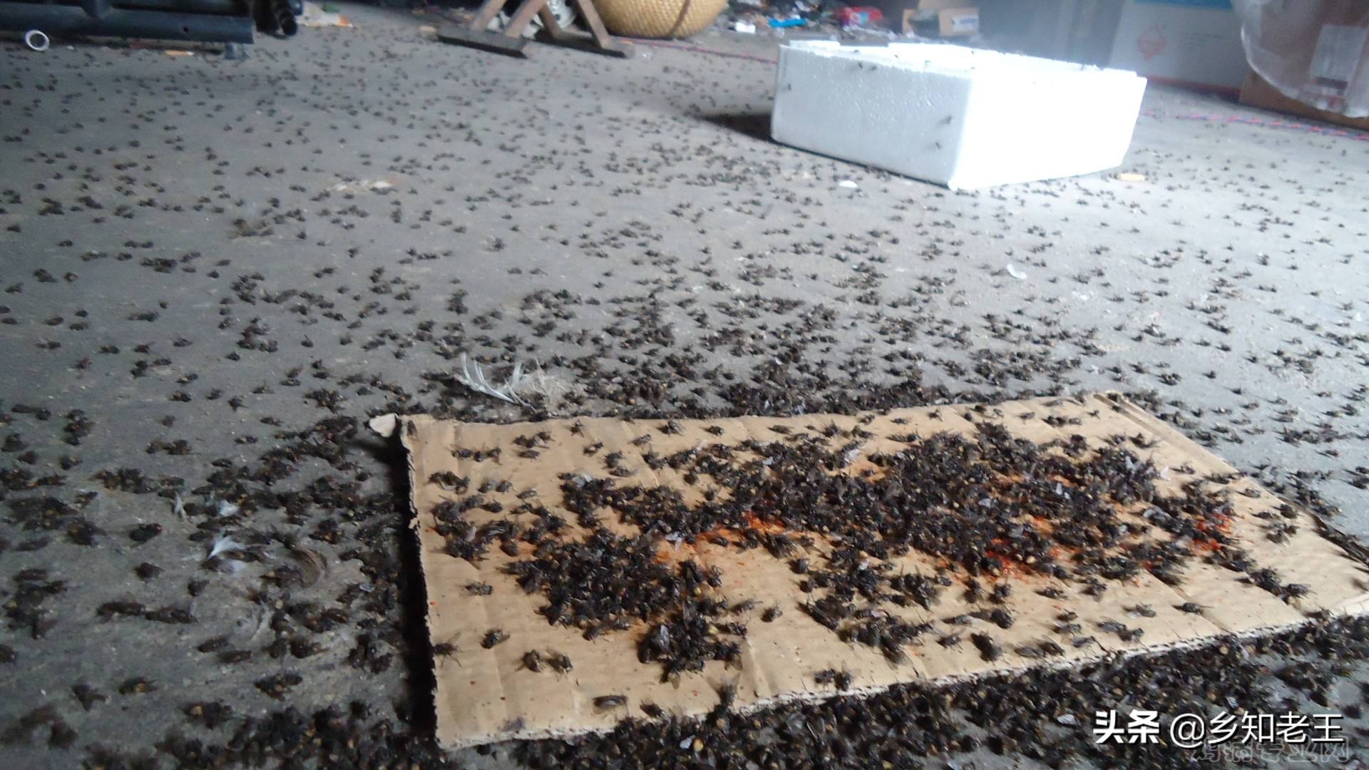 农村苍蝇多怎么消灭,农村苍蝇多简单几招全搞定